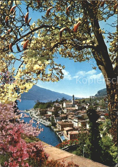 Limone sul Garda Primavera Frühling Baumblüte Gardasse