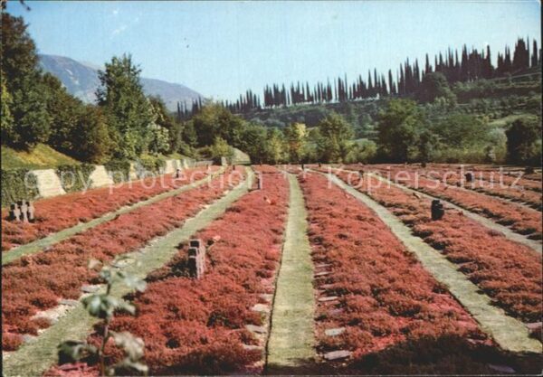 Costermano Cimitero Militare Tedesco Deutscher Sol