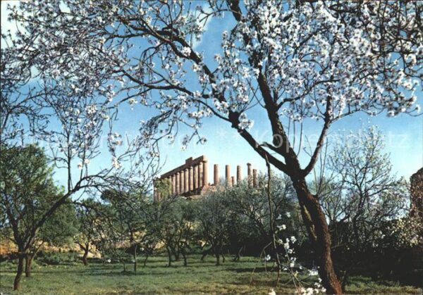 Agrigento Tempio di Giunone Boschetto di mandorli