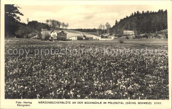 Polenztal Märzenbecherblüte an der Bockmühle