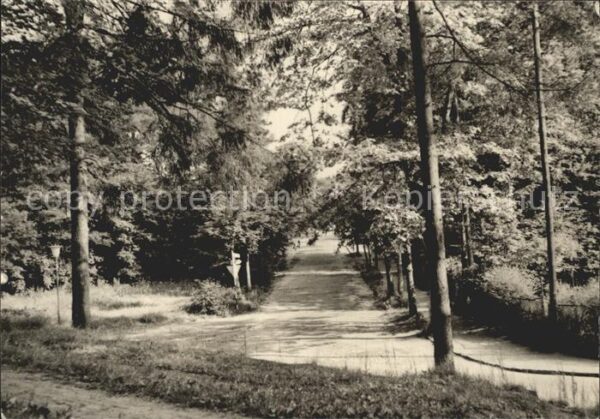 Heringsdorf Ostseebad Usedom Kurpark Waldweg