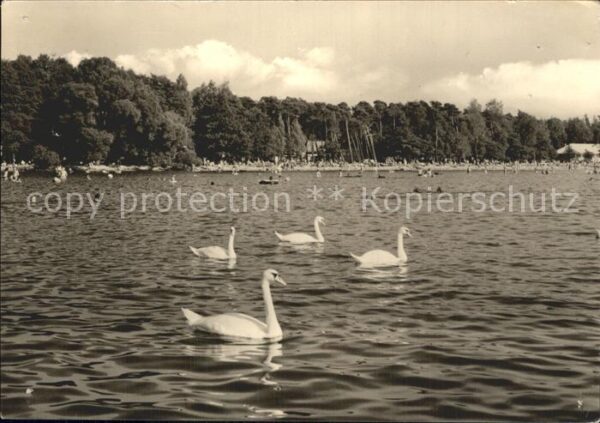 Arendsee Altmark Badestrand See Schwäne
