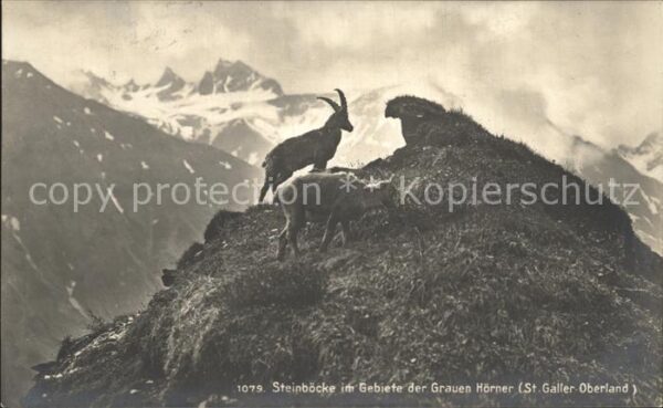 Steinbock St. Galler Oberland