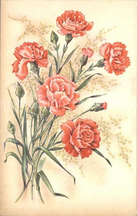 Blumen Nelken