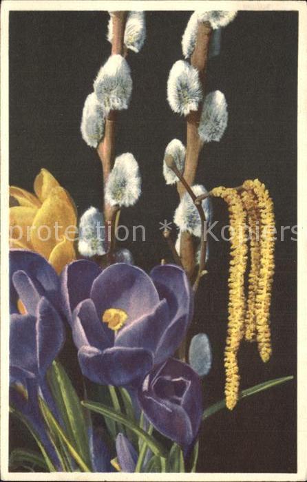 Blumen Krokus Weidenkätzchen Haselkätzchen