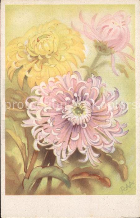 Blumen Chrysanthemen Künstlerkarte RAA