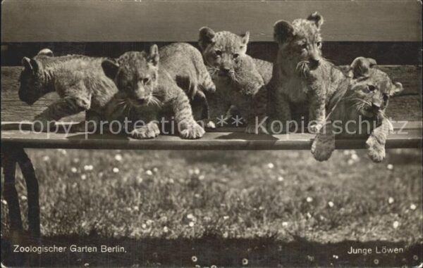 Loewe Junge Löwen Zoologischer Garten Berlin