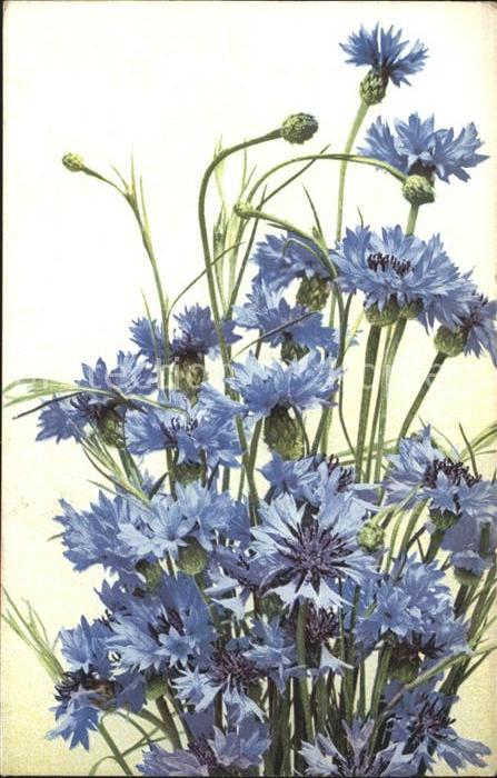 Blumen Kornblumen