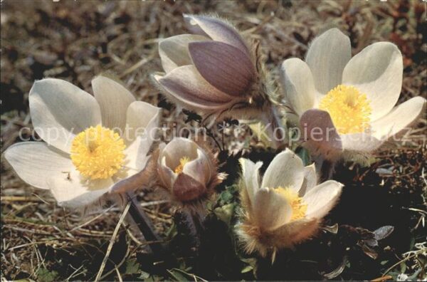 Blumen Anemone vernalis Frühlingsanemone Pelza
