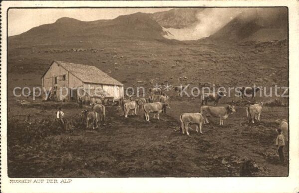 Kuehe Morgen auf der Alp Schweiz