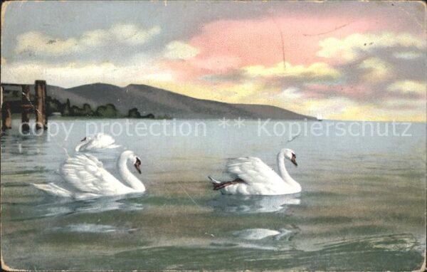 Schwan Schwäne