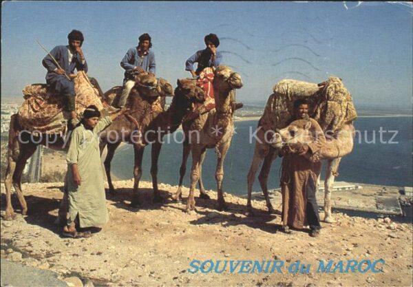 Kamel  Camel Chameau Marokko Typen