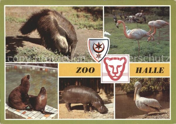 Zoo Halle Saale Grosser Ameisenbär Zwerflus