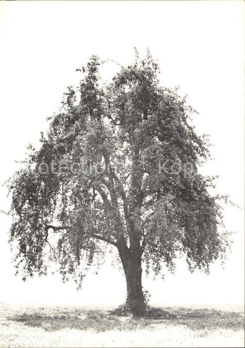 Baeume Trees Birnbaum Pyrus communis
