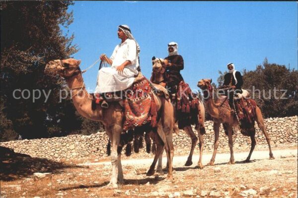 Kamel  Camel Chameau Beduinen