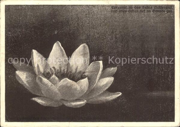 Blumen Seerose