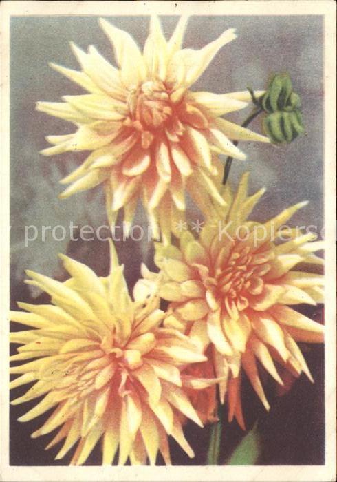 Blumen Chrysanthemen