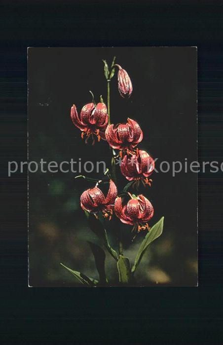 Blumen Türkenbund Lilium Martagon
