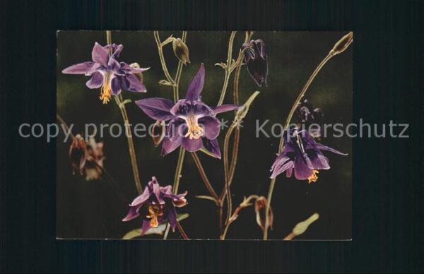Blumen Dunkle Akelei Aquilegia astrata