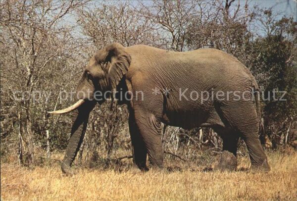 Elefant Afrika