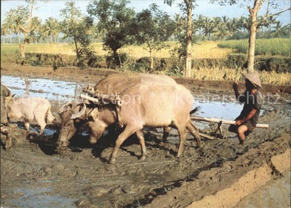 Landwirtschaft Pflug Indonesien Ploughing ricefields M