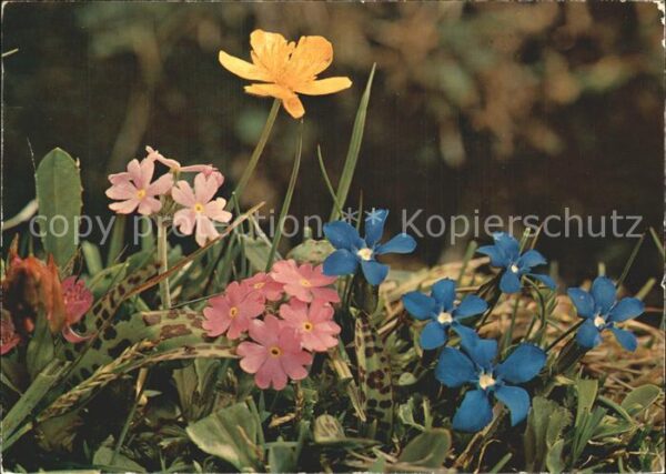 Blumen Bayrischer Enzian Mehlprimel