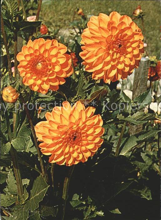Blumen Dahlie