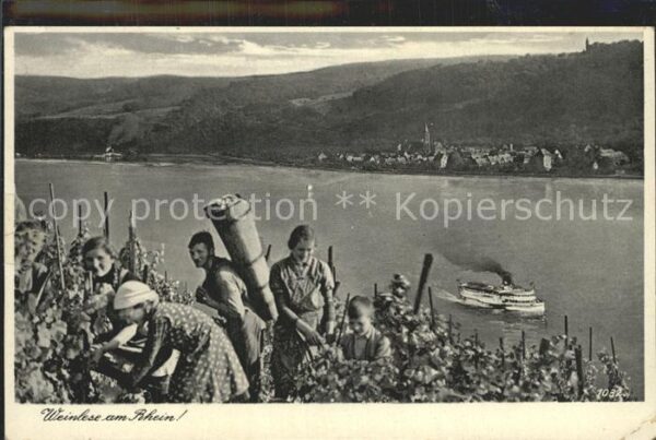 Ernte Landwirtschaft Weinlese am Rhein