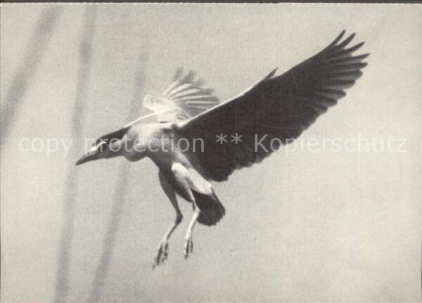 Voegel Nachtreiher Heron Bihoreau