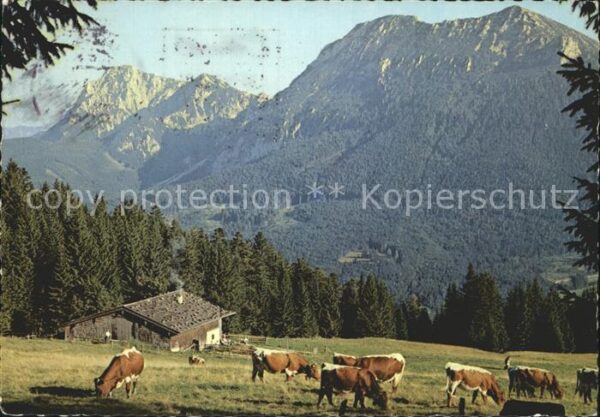 Inzell Bäckeralm Teisenberg Hochstaufen Zwiese
