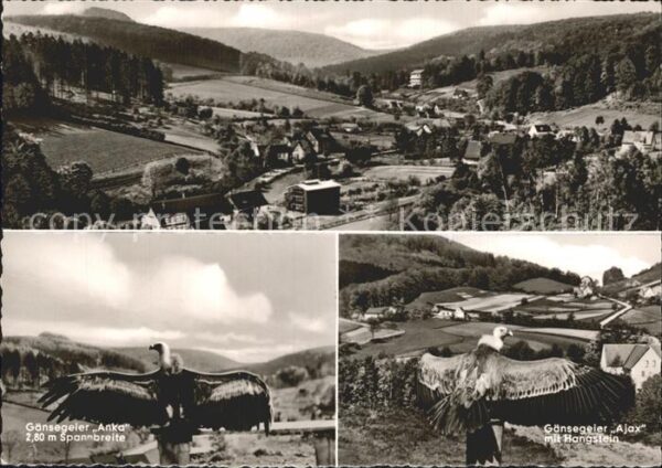 Berlebeck Blick von der Adlerwarte Gänsegeier Ank