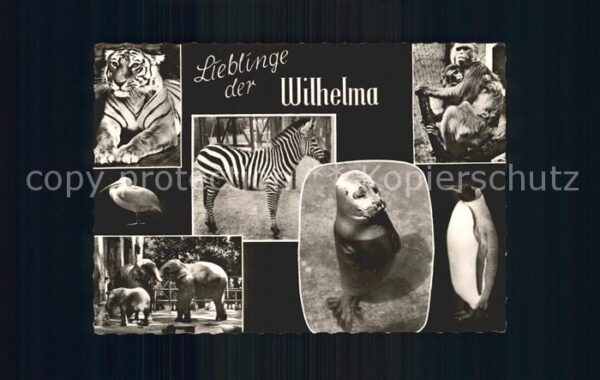 Bad Cannstatt Wilhelma Tiger Zebra Affen Elefanten Se