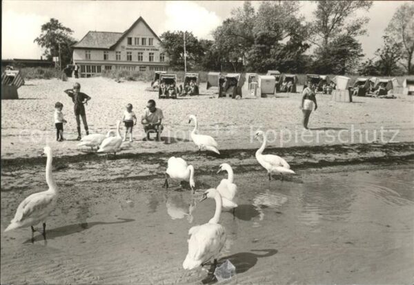 Boltenhagen Ostseebad Strandpartie Schwanenfütterung