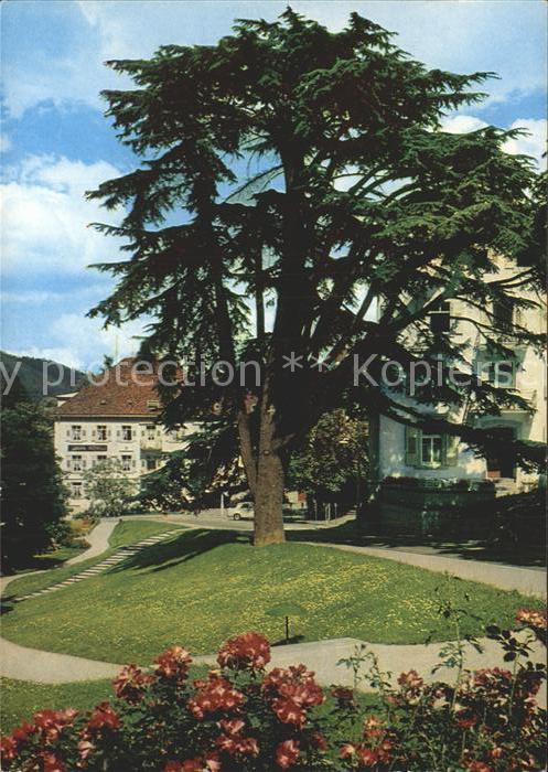 Badenweiler Thermalkurort Schwarzwald Libanon Ceder