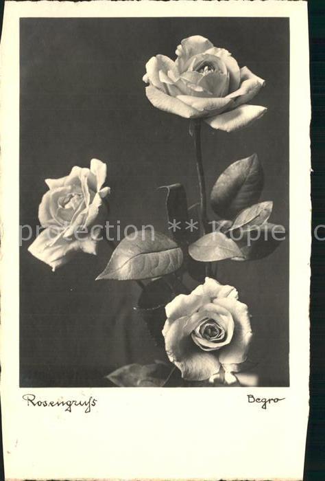Rosen Begro-Foto 9193