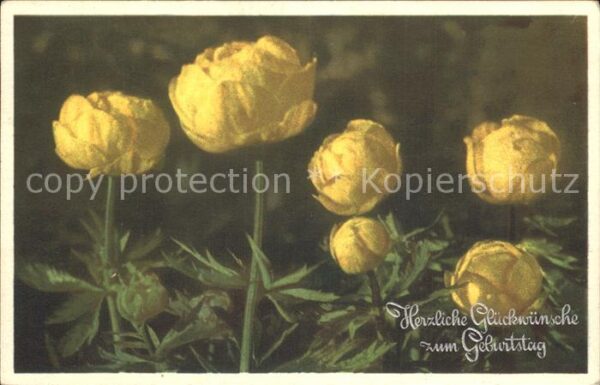 Geburtstag Trollblume Trollius europaeus