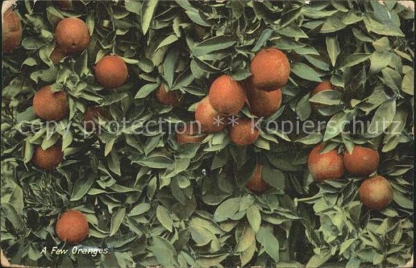 Orangen Oranges Alta Loma California