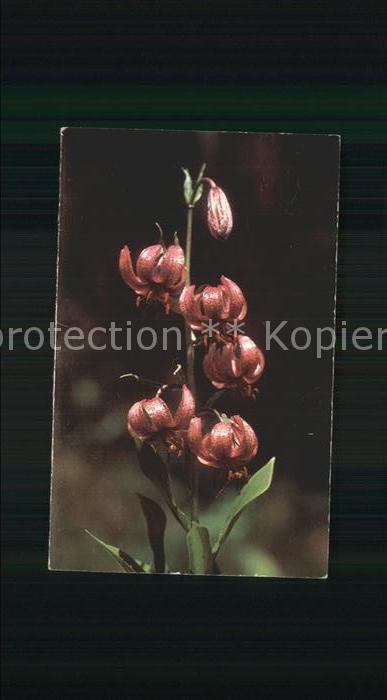 Blumen Lilium Martagon Türkenbund