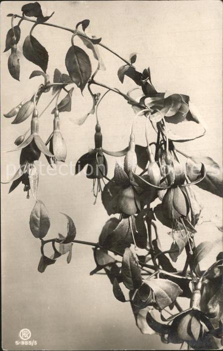 Foto RPH Nr. S-985/5 Blumen