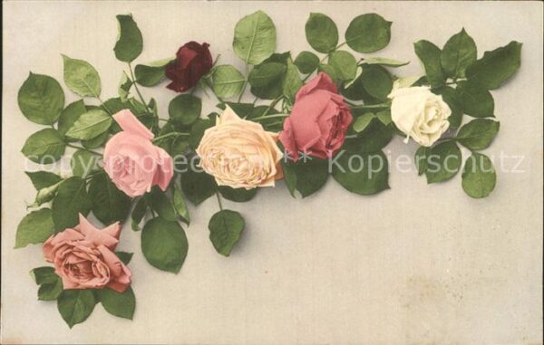 Rosen