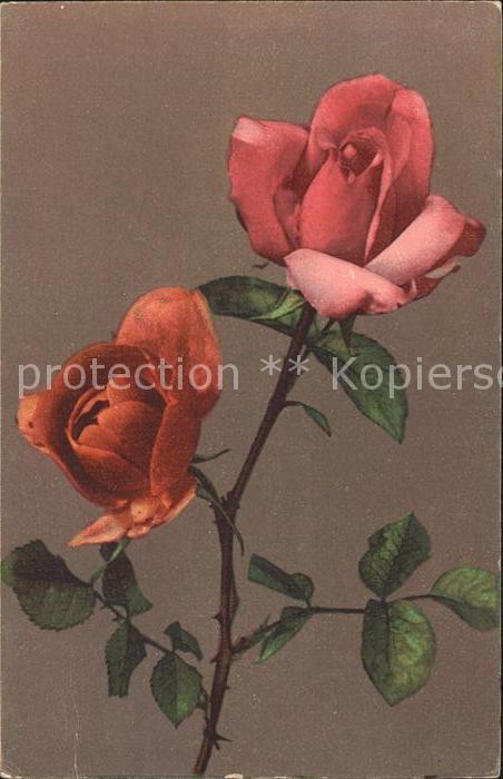Rosen Künstlerkarte Shaweyer Nr. 17