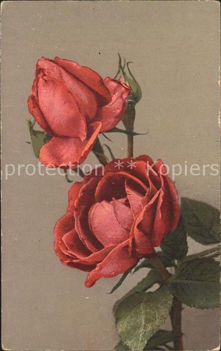 Rosen