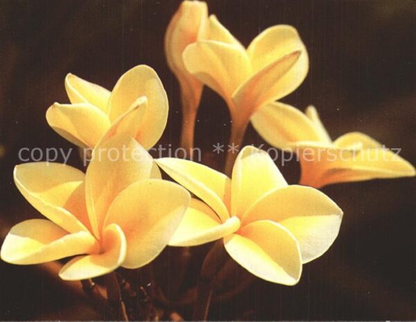 Blumen Yellow Plumeria Blossoms