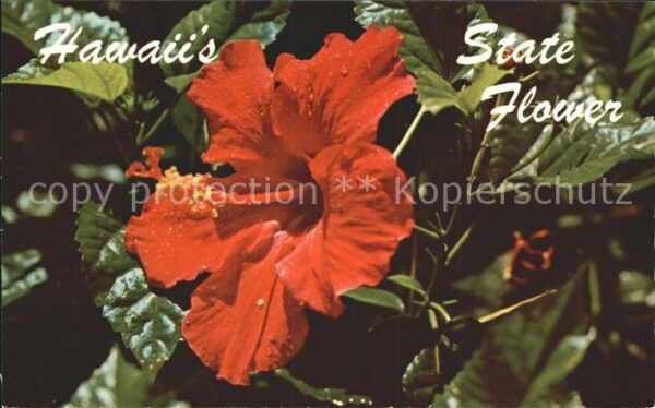 Blumen Red Hibiscus Hawaii
