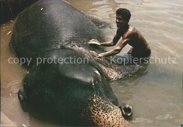 Elefant Elephant's Bath Katugastota Sri Lanka
