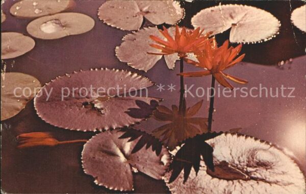 Blumen Lotus Ceylon