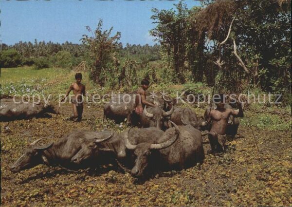 Bueffel Sri Lanka Reisbauern Landwirtschaft Ric