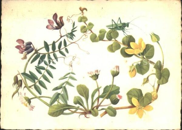 Blumen Heuschrecke Schnecke