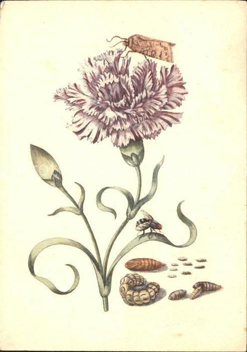Kuenstlerkarte Maria Sibylla Merian Purpurfarbener Näg