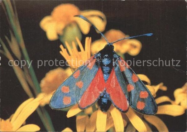 Schmetterlinge Blutströpfchen Bund für Naturschutz Bas